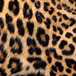 leopard print